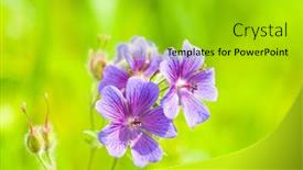 Presentation with geranium - Presentation theme enhanced with early summer flowering geranium by the name of gravetye background and a gold colored foreground