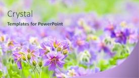  Presentation with geranium - Amazing PPT theme having early summer flowering geranium by the name of gravetye backdrop and a mint green colored foreground