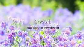  Presentation with geranium - PPT layouts featuring early summer flowering geranium by the name of gravetye background and a sky blue colored foreground