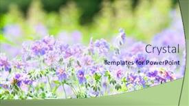  Presentation with geranium - Presentation with early summer flowering geranium by the name of gravetye background and a sky blue colored foreground