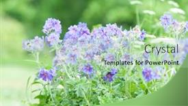  Presentation with geranium - Slides featuring early summer flowering geranium by the name of gravetye background and a mint green colored foreground