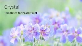  Presentation with geranium - Slides having early summer flowering geranium by the name of gravetye background and a mint green colored foreground