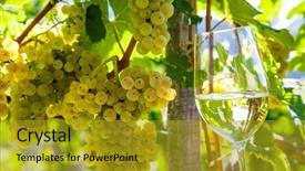  Presentation with vineyard - Slides with earnings quality - grapes in the vineyard background and a gold colored foreground