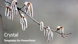  Presentation with abstract spring green - Presentation theme featuring earrings - nice abstract alder earring background and a  colored foreground