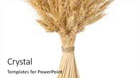  Presentation with ears - Cool new presentation theme with ears of barley isolated backdrop and a white colored foreground