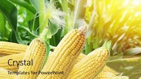  Presentation with maize - Amazing presentation theme having ears of maize or corn backdrop and a yellow colored foreground
