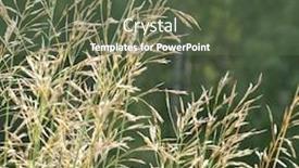  Presentation with ears - Amazing slides having ears-of-sedge-grass backdrop and a tawny brown colored foreground