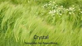  Presentation with unripe - PPT theme having the green unripe wheat background and a yellow colored foreground