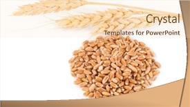  Presentation with grains - Amazing presentation design having ears of wheat and wheat backdrop and a lemonade colored foreground