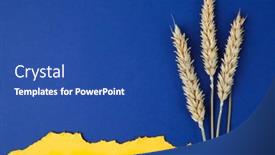  Presentation with national flag of chicago - Presentation theme with ears-of-wheat-on-ukrainian background and a  colored foreground
