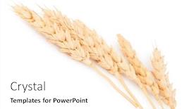  Presentation with ears - Slides having ears of wheat background and a white colored foreground