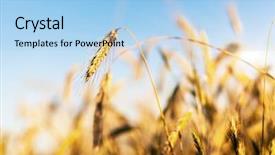  Presentation with ears - Presentation design consisting of ears ukraine europe beauty world background and a light blue colored foreground