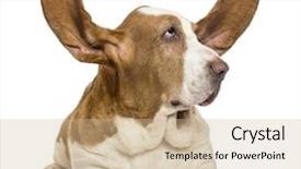  Presentation with basset hound - Slide deck with black triangle - abstract polygonal space low poly background and a black colored foreground