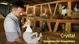  Presentation with rabbit - Slides having ears while standing by cage background and a  colored foreground