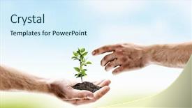  Presentation with sprout - Theme featuring birth new life - close up image of human background and a sky blue colored foreground