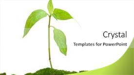  Presentation with plant - Presentation theme featuring fresh new life - small plant background and a white colored foreground