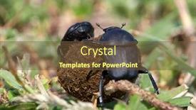  Presentation with insect - Colorful presentation theme enhanced with earth boring dung beetle insect at spring backdrop and a tawny brown colored foreground
