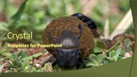 Presentation with insect - Slide deck consisting of earth-boring-dung-beetle-insect background and a tawny brown colored foreground