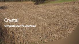  Presentation with maize - PPT theme featuring earth field surface with maize background and a coral colored foreground