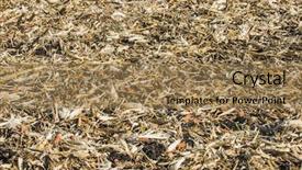  Presentation with corn field - PPT theme consisting of earth gold - harvested fall corn field stalks background and a coral colored foreground