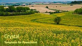  Presentation with sunflowers - Audience pleasing slides consisting of earth land - field of sunflowers south backdrop and a  colored foreground