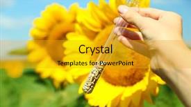  Presentation with soybean seed soy field seeding - Cool new theme with report observations - hand holding tube with seeds backdrop and a gold colored foreground