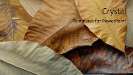  Presentation with olive - PPT layouts consisting of earth tones - olive gold brown leaves background background and a gold colored foreground