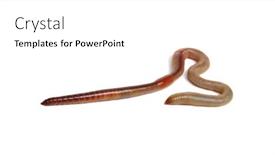  Presentation with worm - Colorful slide set enhanced with earth worm isolated on white backdrop and a white colored foreground