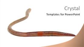  Presentation with worm - Slide set featuring earth worm isolated on white background and a white colored foreground