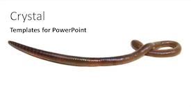  Presentation with worm - Beautiful slides featuring earth-worm-isolated-on-white backdrop and a white colored foreground