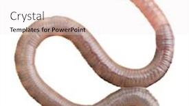  Presentation with worm - Slide deck with earth-worm-isolated-on-white background and a white colored foreground