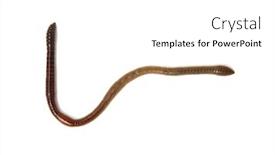  Presentation with worm - Slides enhanced with earth-worm-isolated-on-white background and a white colored foreground