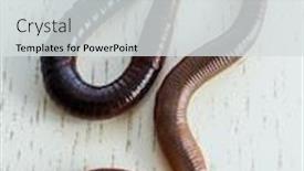  Presentation with earthworm - Colorful PPT theme enhanced with earthworm-close-up-macro backdrop and a light gray colored foreground