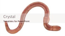  Presentation with earthworm - Audience pleasing PPT theme consisting of earthworm-macro-isolated-on-white backdrop and a lemonade colored foreground