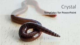  Presentation with earthworm - Colorful slide set enhanced with earthworm-macro-photo backdrop and a white colored foreground