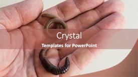  Presentation with earthworm - Slide set featuring earthworm-macro-photo background and a red colored foreground