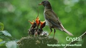  Presentation with birds - Beautiful presentation featuring baby birds in the nature backdrop and a tawny brown colored foreground
