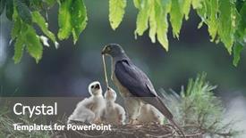  Presentation with nature animals birds - Cool new PPT theme with baby birds in the nature backdrop and a gray colored foreground