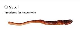  Presentation with worm - Cool new presentation with big earth worm isolated backdrop and a white colored foreground