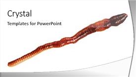  Presentation with worm - Slide set enhanced with big earth worm isolated background and a white colored foreground