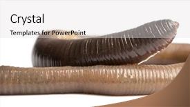  Presentation with earthworm - PPT theme with earthworms - common earthworm lumbricus terrestris isolated background and a light gray colored foreground