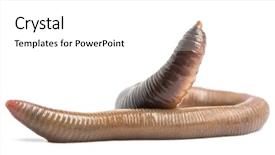  Presentation with earthworm - Theme having earthworms - common earthworm lumbricus terrestris isolated background and a white colored foreground