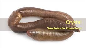 Presentation with earthworm - PPT layouts enhanced with earthworms - common earthworm viewed from up background and a tawny brown colored foreground
