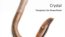  Presentation with earthworm - Slides enhanced with earthworms - common earthworm viewed from up background and a white colored foreground