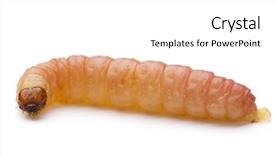  Presentation with worm - Colorful theme enhanced with anellida - common worm on white backdrop and a white colored foreground