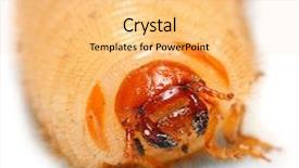  Presentation with fresh water - Beautiful PPT layouts featuring pest in garden and great backdrop and a yellow colored foreground