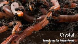  Presentation with earth - Slide deck consisting of earthworms - earth worms in the earth background and a wine colored foreground