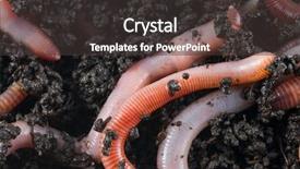  Presentation with earthworm - Theme enhanced with earthworms - earthworm in the earth background and a dark gray colored foreground