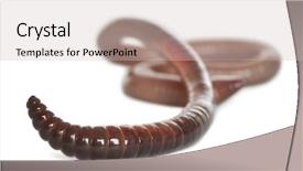  Presentation with earthworm - Presentation theme enhanced with earthworms - earthworm lumbricus terrestris in front background and a light gray colored foreground