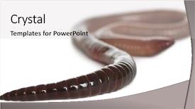  Presentation with earthworm - Beautiful presentation theme featuring earthworms - earthworm lumbricus terrestris in front backdrop and a light gray colored foreground